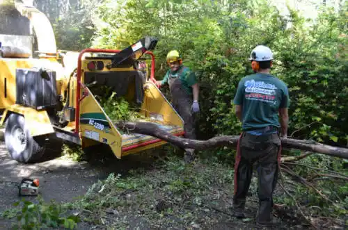 tree services Cocoa Beach